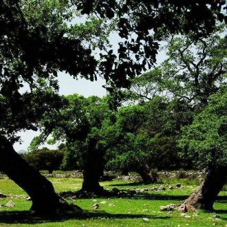 Los Llanos de Libar